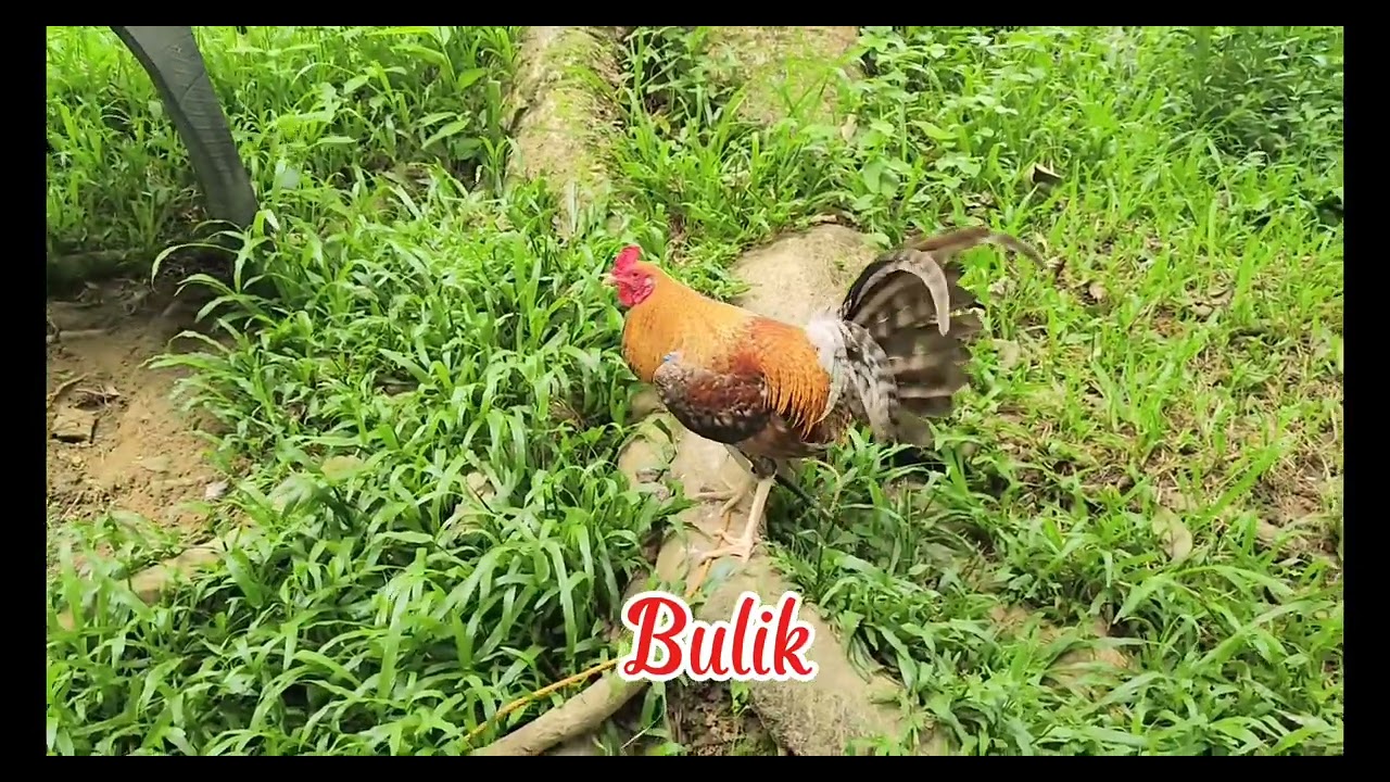 Jkent Gamefarm- Home of the Lemon loaded bulik.