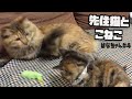 保護した子猫、先輩猫から洗礼をうける!?、はなちゃん、その４