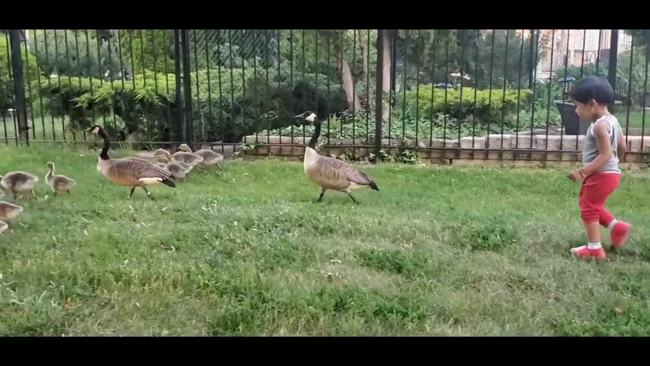 Catch the Gose 😍. 