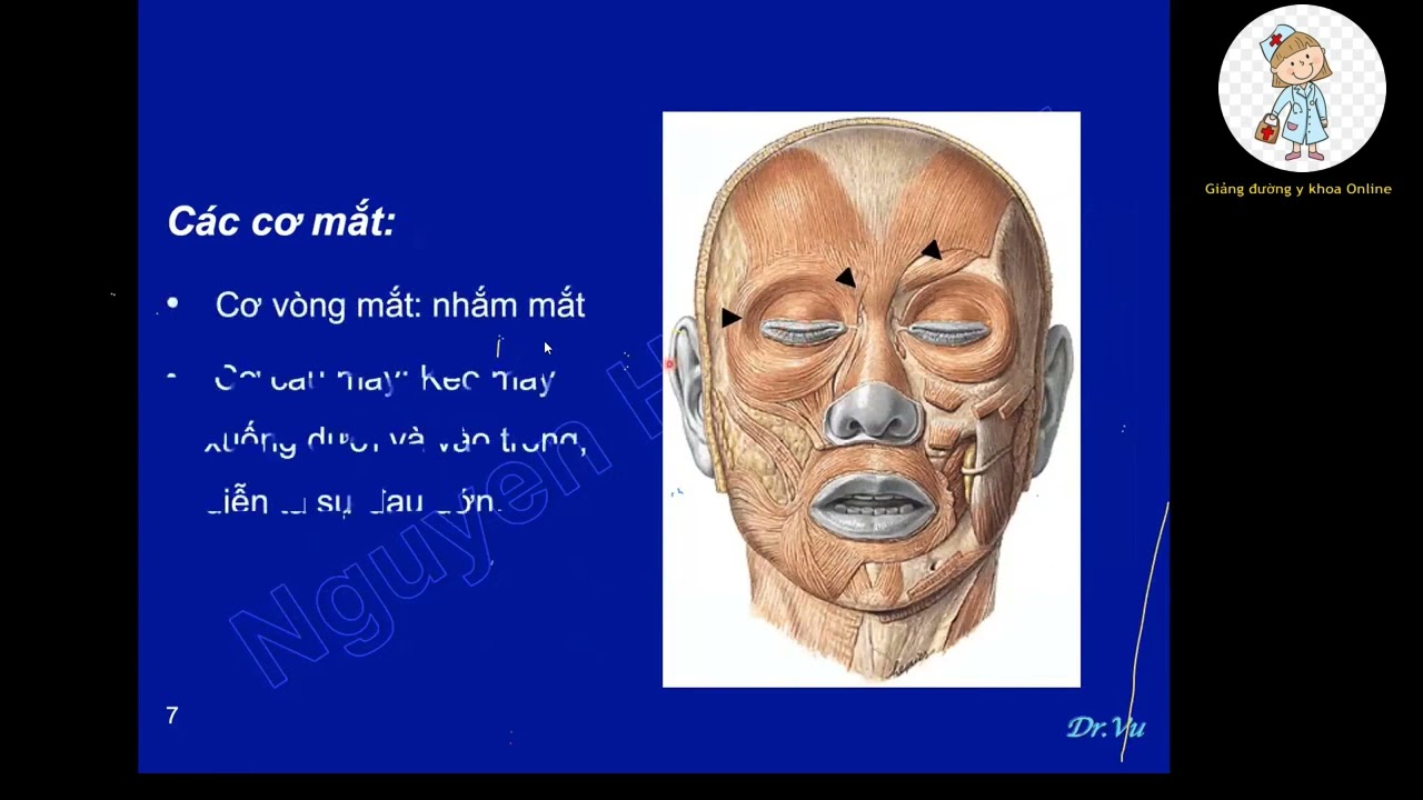 CƠ ĐẦU MẶT CỔ | TS. BS. Nguyễn Hoàng Vũ | Ôn tgi CKI 2023