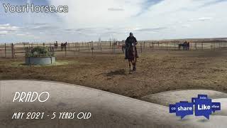 Prado - YourHorse.ca