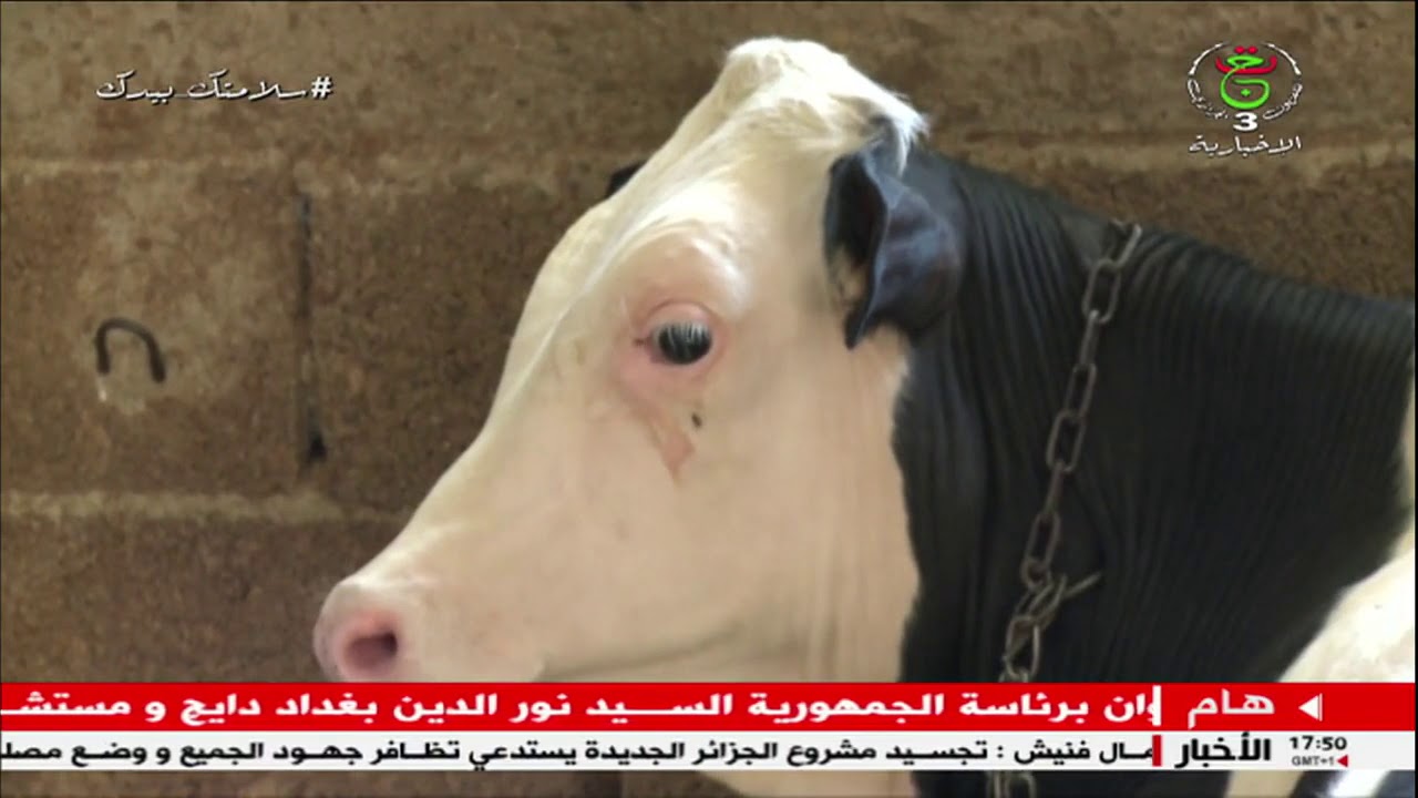 #سواعد_البناء رشيد منوس نموذج ناجح لمربي أبقار بولاية #الشلف