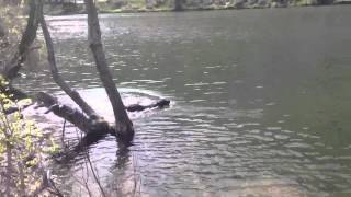 Sienna swims