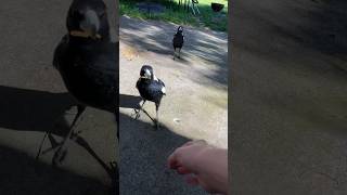 Memberi makan burung murai!! #murai