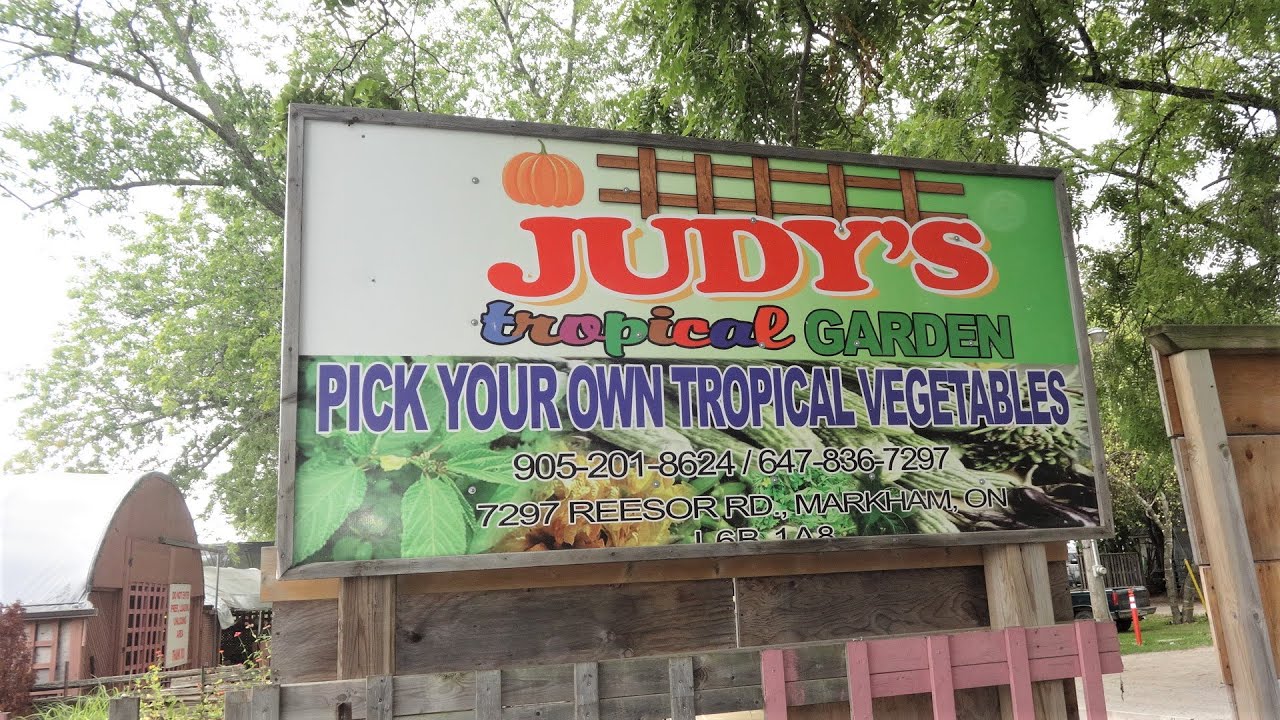 Judy's Tropical Garden, Markham Pick Your Own Vegetables Best Farmer's Market Near Toronto