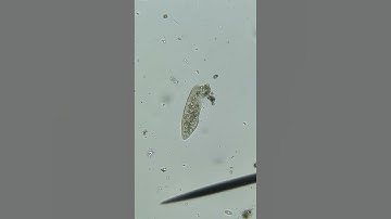 A paramecium viewed at 200-300x with my new Swift SW200DL Microscope