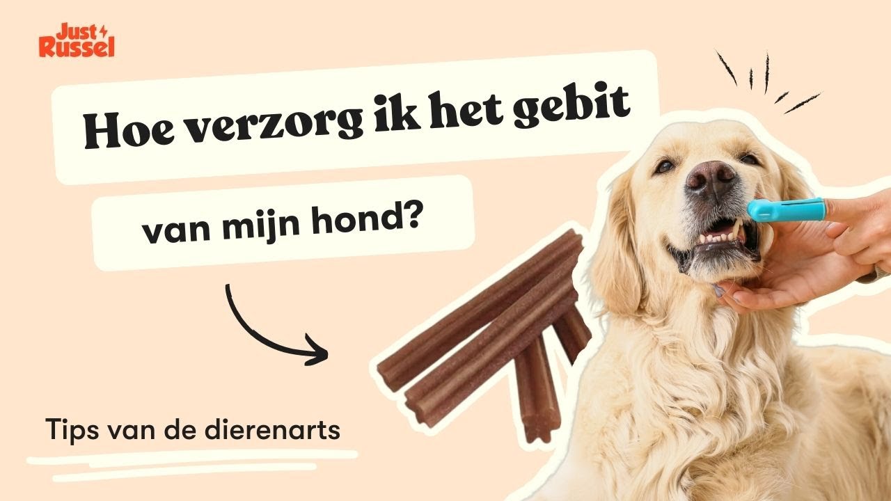 Hoe verzorg ik het gebit van mijn hond? - YouTube