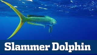 Slammer Dolphin Seminar - Florida Sport Fishing TV - Finding & Catching Big Dolphin