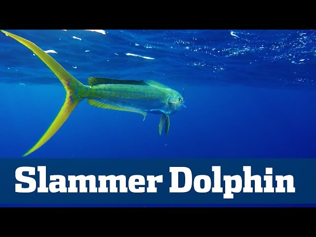 Slammer Dolphin Seminar  - Florida Sport Fishing TV - Finding & Catching Big Dolphin class=