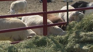 Denver voters to decide on slaughterhouse and fur bans in the city