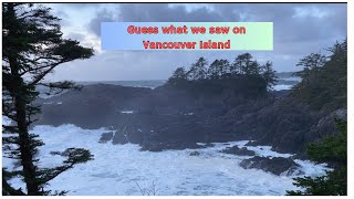 "Exploring Ucluelet’s Wild Beauty | Majestic Cedar Trees & High Tides at Rocky Point 🌊🌲"