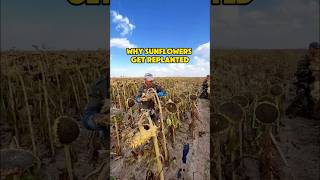 Why sunflowers get replaced