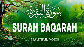 Surah Al-Baqarah (سورة البقره) Most Powerful Quran Tilawat for Protection & Blessings #quranforsleep