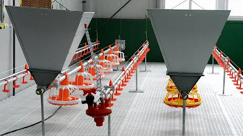 Ground Broiler Chicken Poultry Farming Automatic Feeding System and Nipple Drinking System Shows