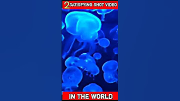 dolpins and jelly fish swimming in bio-luminescent water satisfying shot video #short #shorts #viral