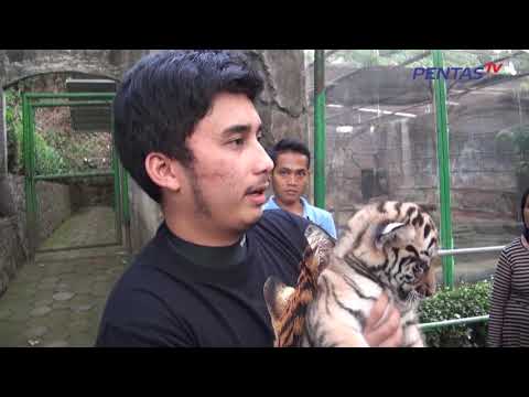 Pentas TV - Anak Harimau Kebun Binatang Bandung Dapat Orang Tua Asuh Harimaun