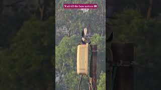 Wildlife Drama Caught on Camera 👀#orientalmagpierobin#crow#birdsfunnyvideo #wildlife #birds#ytshorts