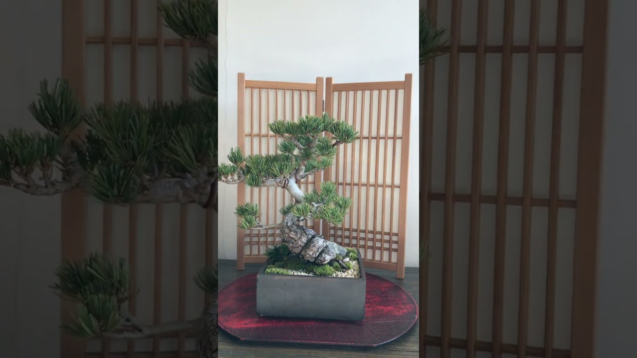 作品紹介 五葉松の情景盆栽 揖斐石使用【情景盆栽鉢】☆1点物☆ - YouTube