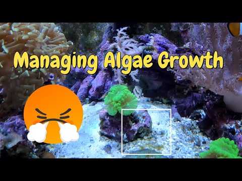 Managing Algae Growth in Your Saltwater Aquarium - YouTube