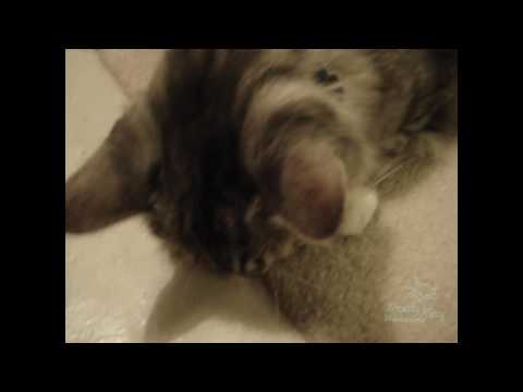 Cat Vs. Spider