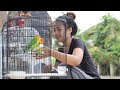 Terapi Kicau Burung Lovebird