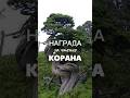 Какова награда за чтение Корана