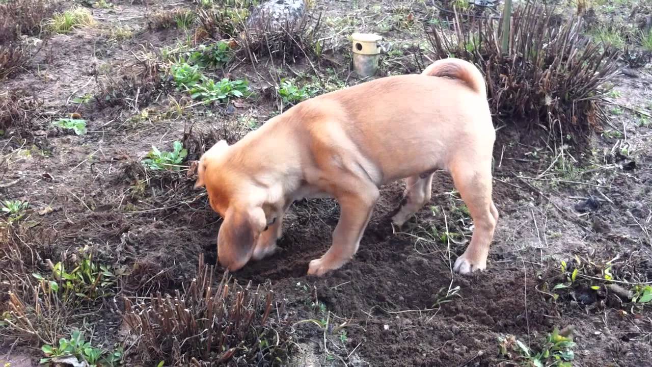 Ben gräbt den Garten um YouTube