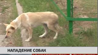 Нападение собак. Новости. 28/06/2019. GuberniaTV Нападение собак. Новости. 28/06/2019. GuberniaTV