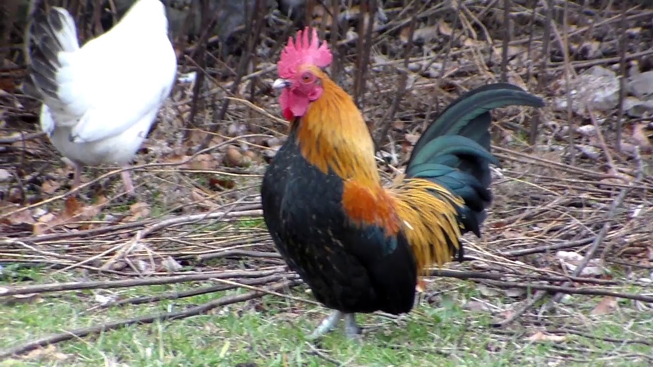 Flockin' Around | Bantam Edition 3