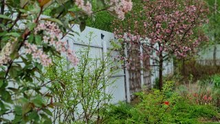 Прогулка по саду в начале мая. 