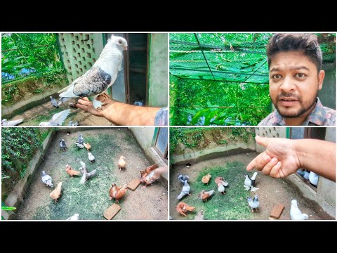 কবুতরের ভিডিও আর হবেনা এখন দুঃখিত 🫤