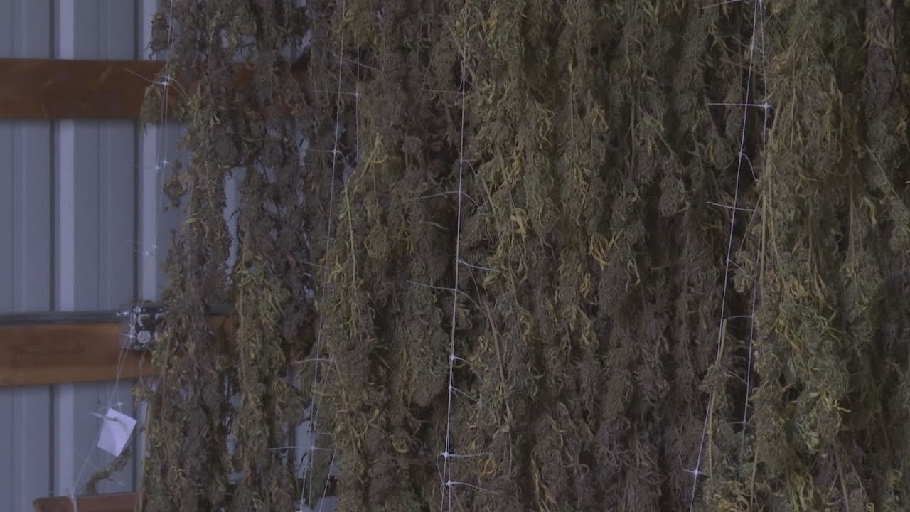 Hemp farmers careful with crop after three barn fires