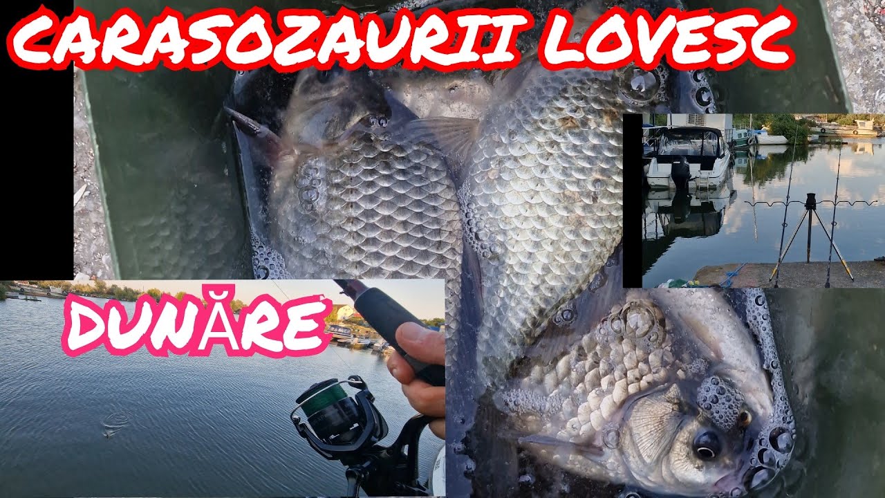 CARASOZAURII ATACA LA GREU . POP UP MINUNE CARE NU DA GRES NICIODATA PE CANICULA 2025 DELTA DUNARII