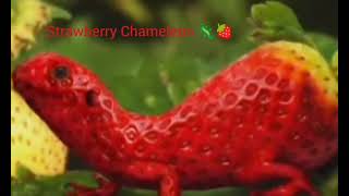 Strawberry Chameleon 🦎🍓
