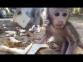 Life of monkeys Ep64, Life of baby monkey with mom