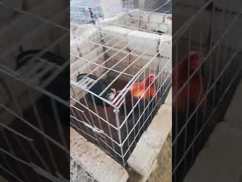 Mi granja como la ven amigos