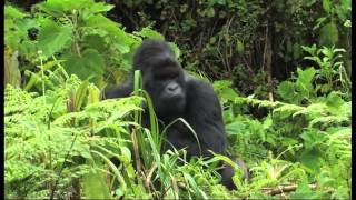Gorilla Infant from Ntambara Group Falls Victim To Infanticide Gorilla Infant from Ntambara Group Falls Victim To Infanticide