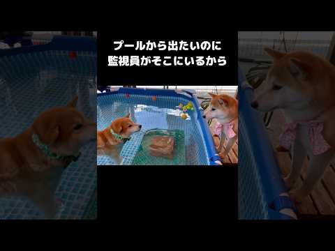 プールから出たい弟とかなり見たい姉・・・柴犬姉弟がかわいい