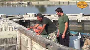 Dove vedere le anguille a Comacchio?