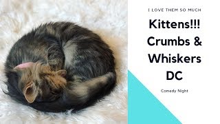 3 Minutes of Kittens! | Crumbs & Whiskers DC Comedy Night