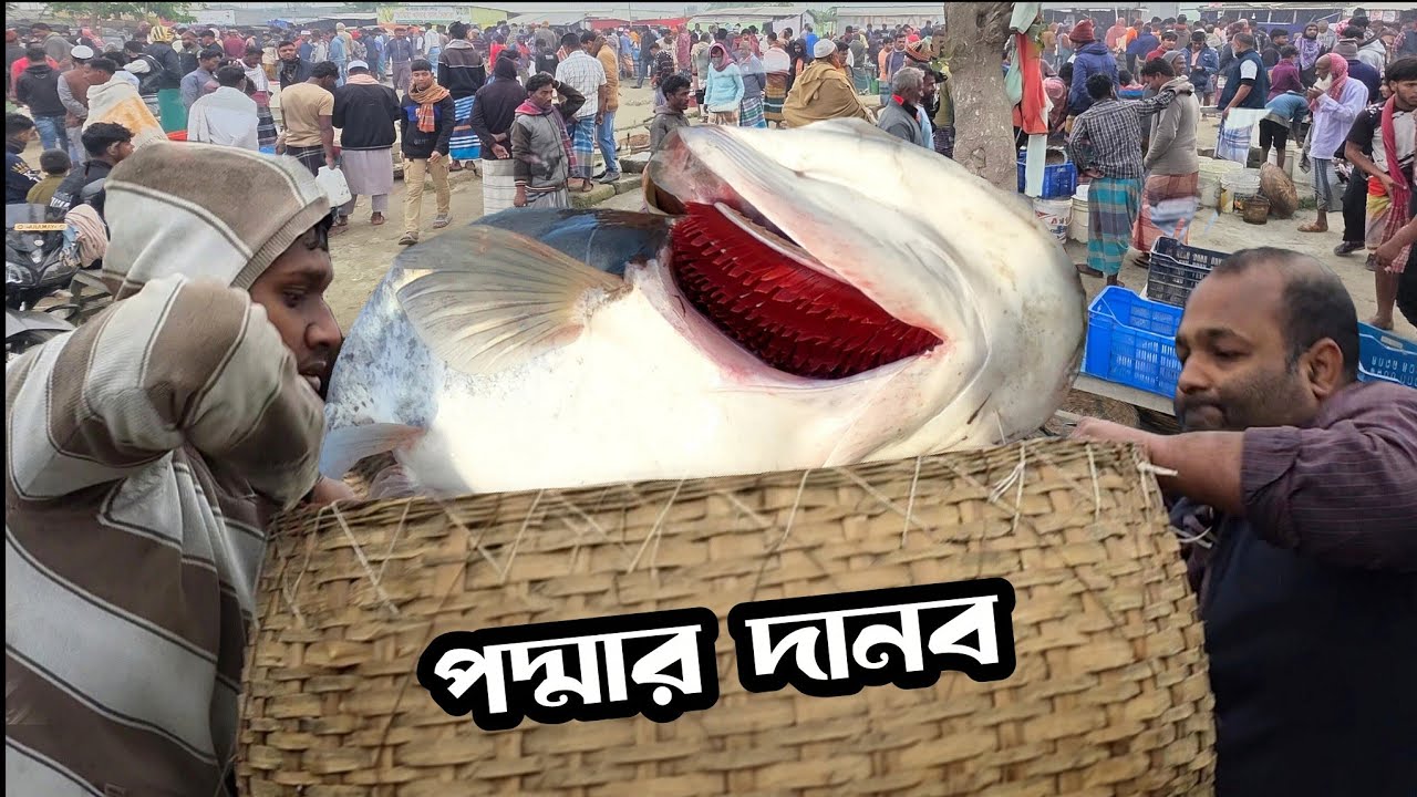২০ বছর পর বিশাল বড় বড় শিং মাছ আড়তে আসছে দেখুন কত বিক্রি হয় | Big padma fish | Dohar fish
