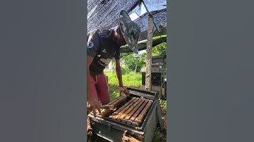 Check out the latest bees. #beefeater #honeybeesting #beekeeping #workerbee #honeybee