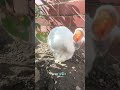 @clairelawson2015:  Two free roam hooligan buns and their morning routine. Nibbles is still out eati