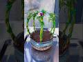 A crown-shaped sunflower! #PlantingTips #FlowerGrowthKnowledge #LoveLife loves growing flowers