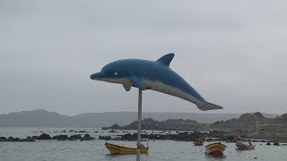 Comenzó la temporada de avistamiento de cetáceos en la caleta de Chañaral de Aceituno
