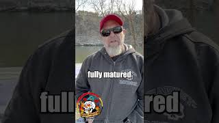 Aspargus screenshot 2