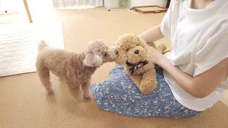 ぬいぐるみを犬の目の前で可愛がり続けたら嫉妬するかやってみたら...。【トイプードル】