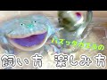 ｢ゼンマイカーみたいな鳴き声｣でバズったカエルの飼い方！！！