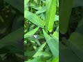 Ini hewan hama yg membuat kangkung menjadi bintik” putih#farminglife#homegarden#harvesttime#fypage
