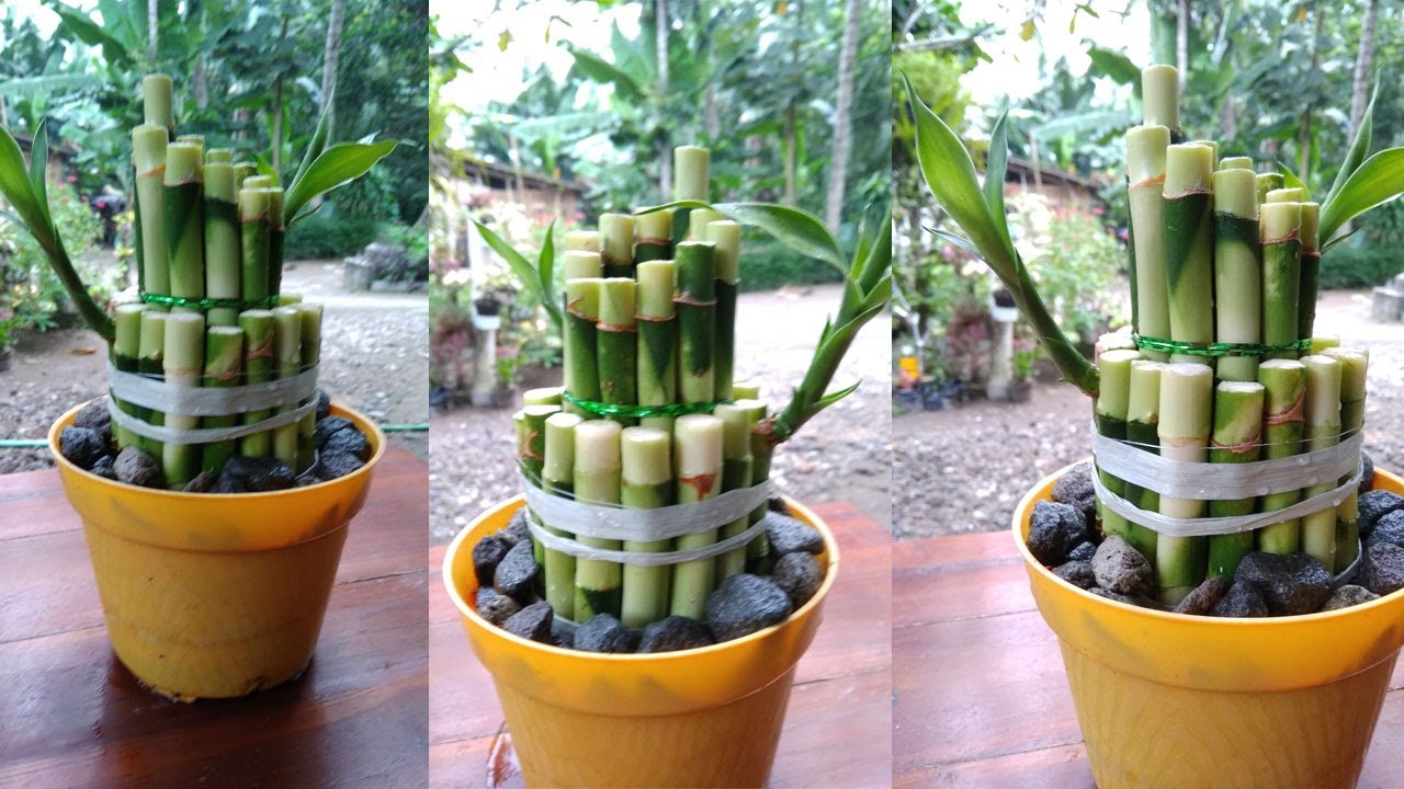 How to Decor Lucky Bamboo for Apartment Living Room YouTube
